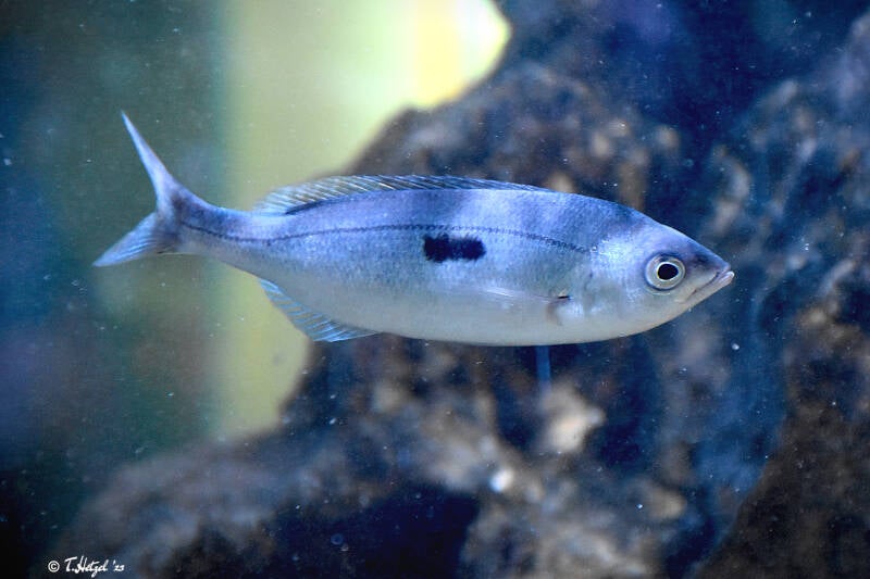 Gefleckte Schnauzenbrasse | Staatliches Museum für Naturkunde Karlsruhe | 09.03.2023