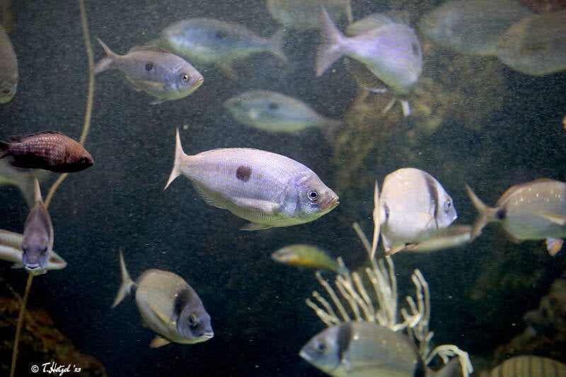 Gefleckte Schnauzenbrasse | Wilhelma Stuttgart | 14.08.2018
