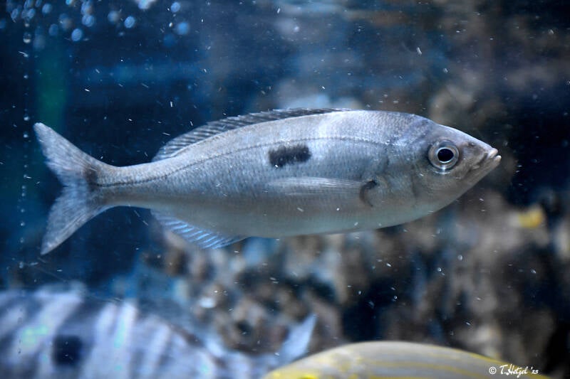 Gefleckte Schnauzenbrasse | Staatliches Museum für Naturkunde Karlsruhe | 04.12.2022