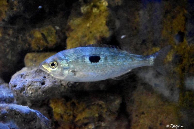 Gefleckte Schnauzenbrasse | Staatliches Museum für Naturkunde Karlsruhe | 04.12.2022