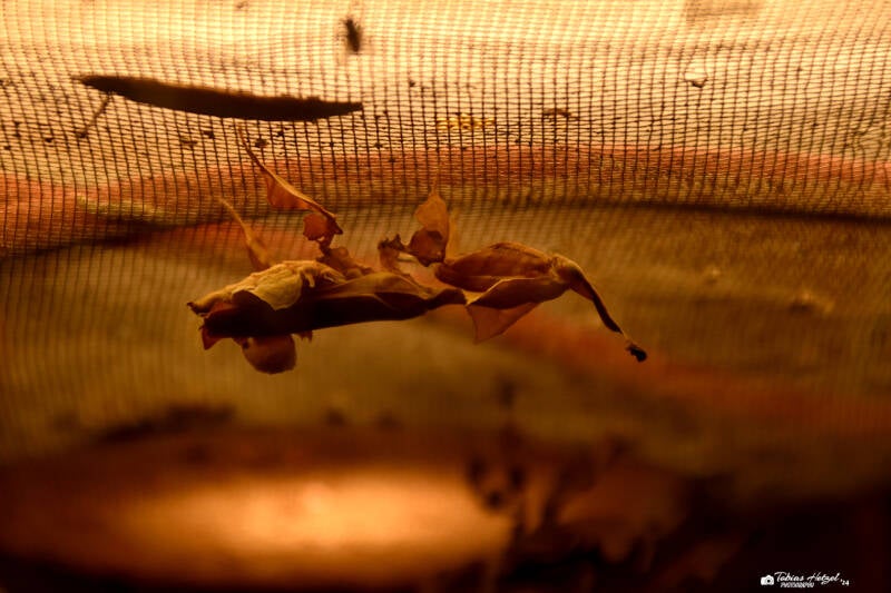 Geistermantis | 21.04.2023