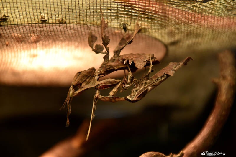 Geistermantis | 21.04.2023