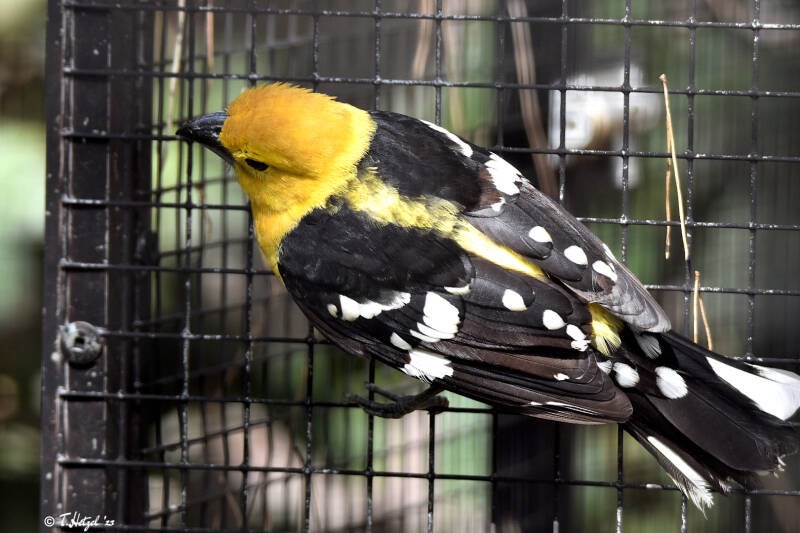 Gelbbauch-Kernknacker | Weltvogelpark Walsrode | 12.04.2021