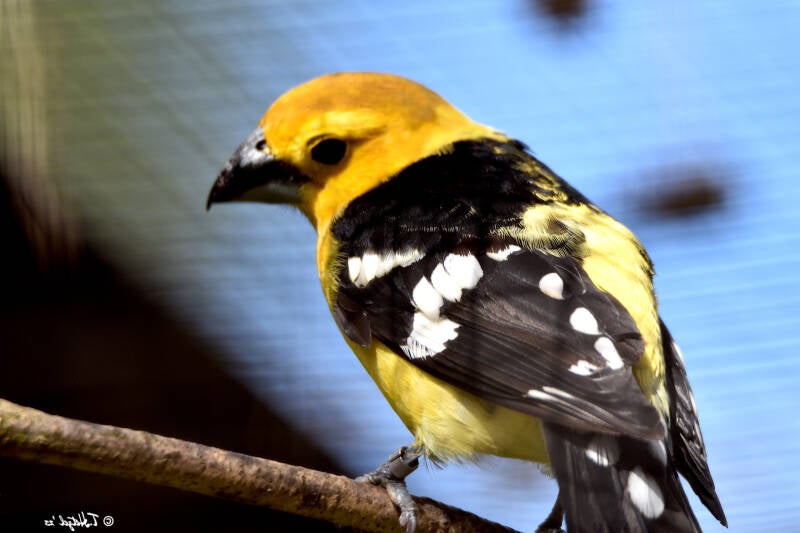 Gelbbauch-Kernknacker | Weltvogelpark Walsrode | 12.04.2021