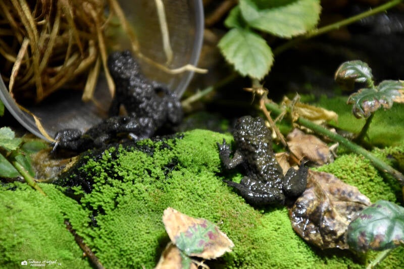 Gelbbauchunke | Museum König, Bonn | 11.02.2024