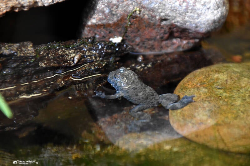Gelbbauchunke | Zoo Frankfurt | 09.03.2024