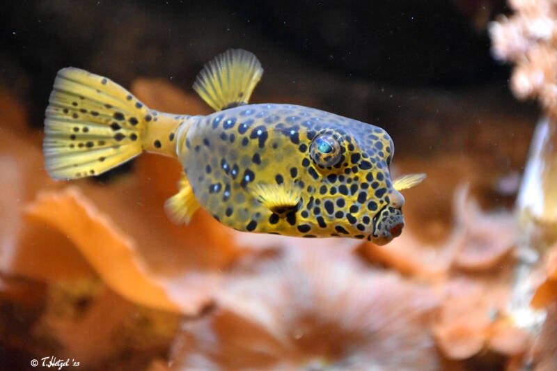 Gelbbrauner Kofferfisch