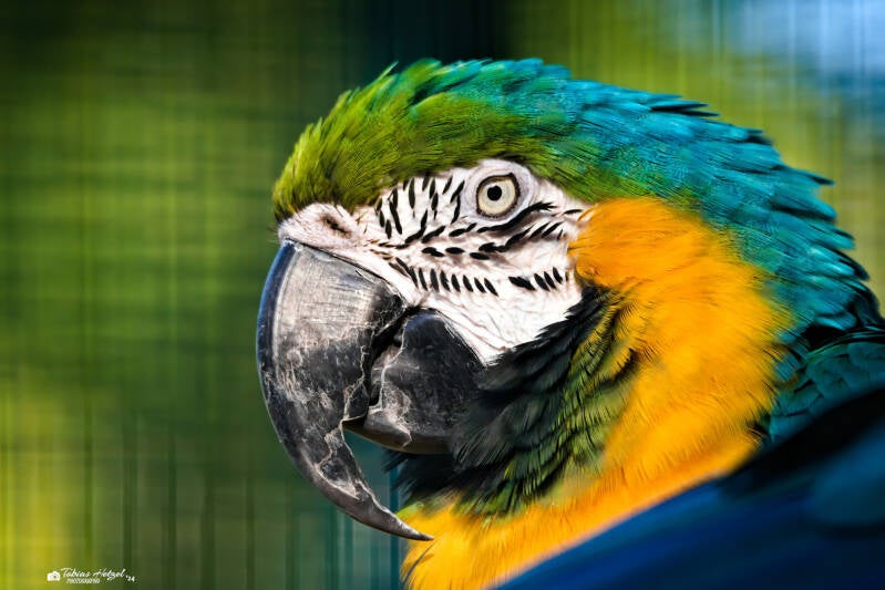 Gelbbrustara | Vogelpark Viernheim | 29.09.2024