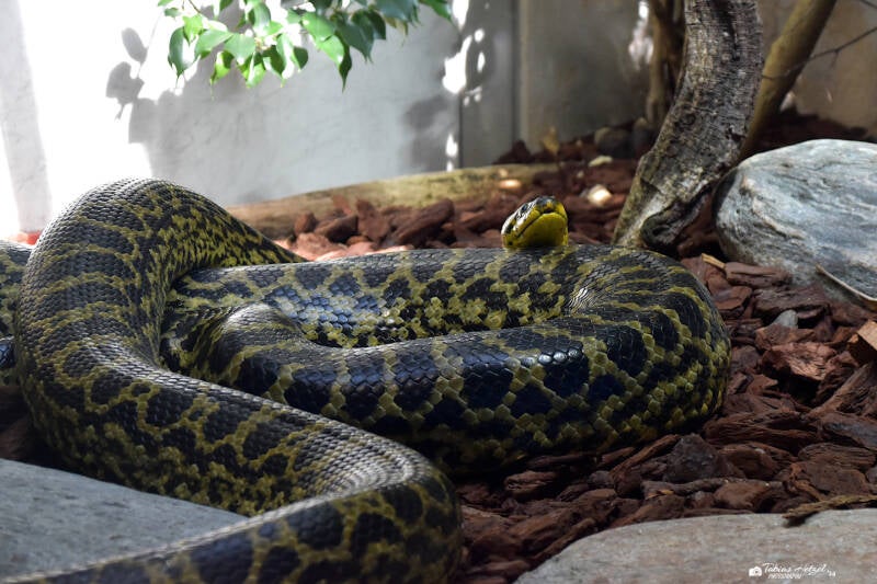 Gelbe Anakonda | Zoo Zürich | 04.07.2020