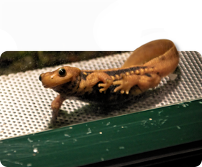 Gelber Krokodilmolch