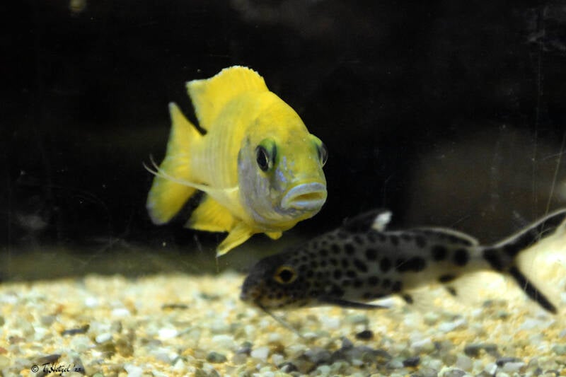 Gelber Kaiserbuntbarsch