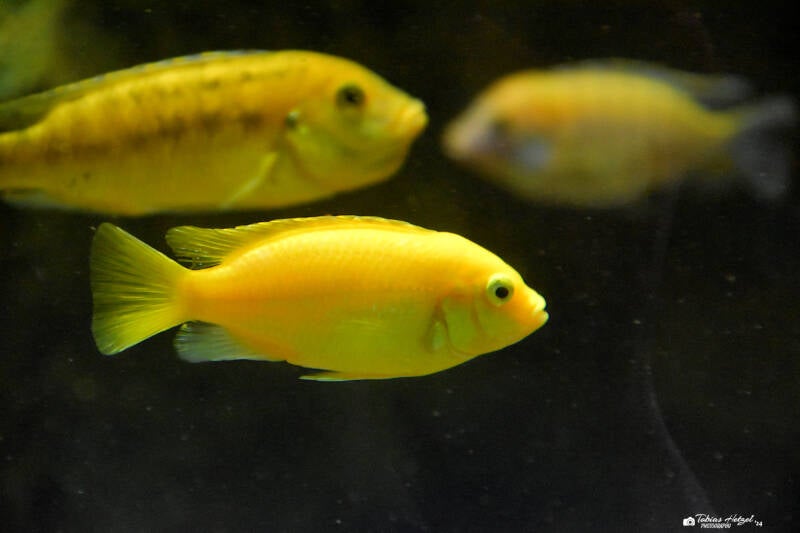 Gelber Spitzkopf-Maulbrüter | Zoopark Erfurt | 24.09.2020