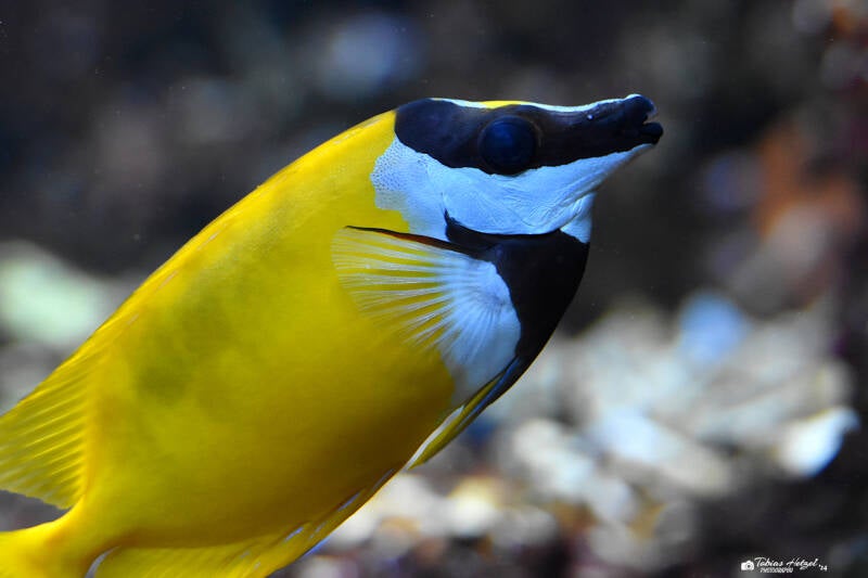 Gelbes Fuchsgesicht | Zoo Frankfurt | 10.03.2022