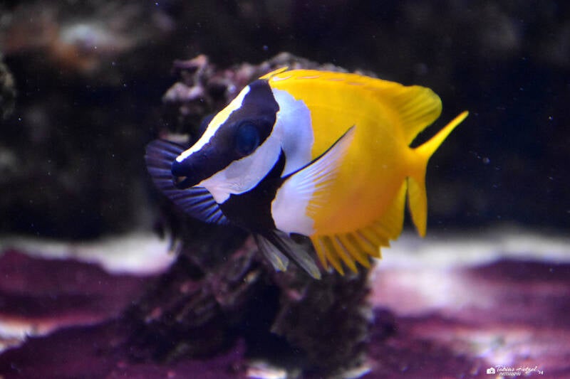 Gelbes Fuchsgesicht | Tierpark Nymphaea, Esslingen | 03.12.2022