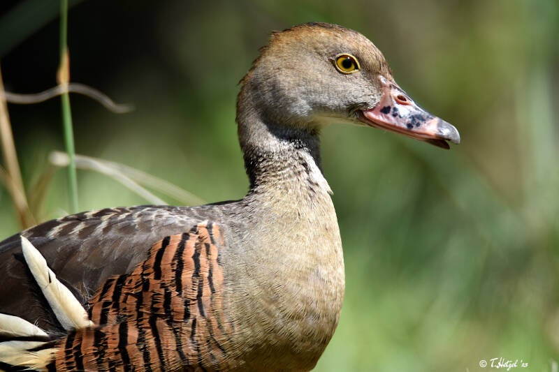 Gelbfuß-Pfeifgans | Zoo Duisburg | 06.06.2022