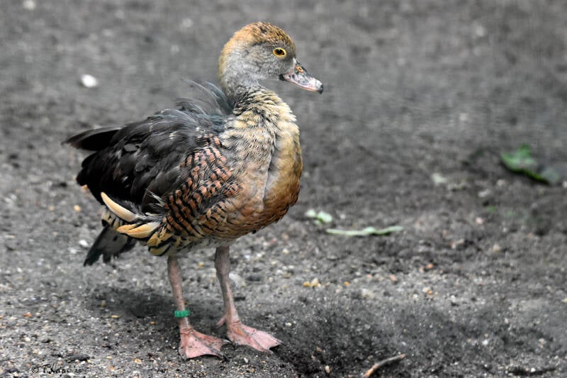 Gelbfuß-Pfeifgans | Zoo Plzen | 17.09.2022
