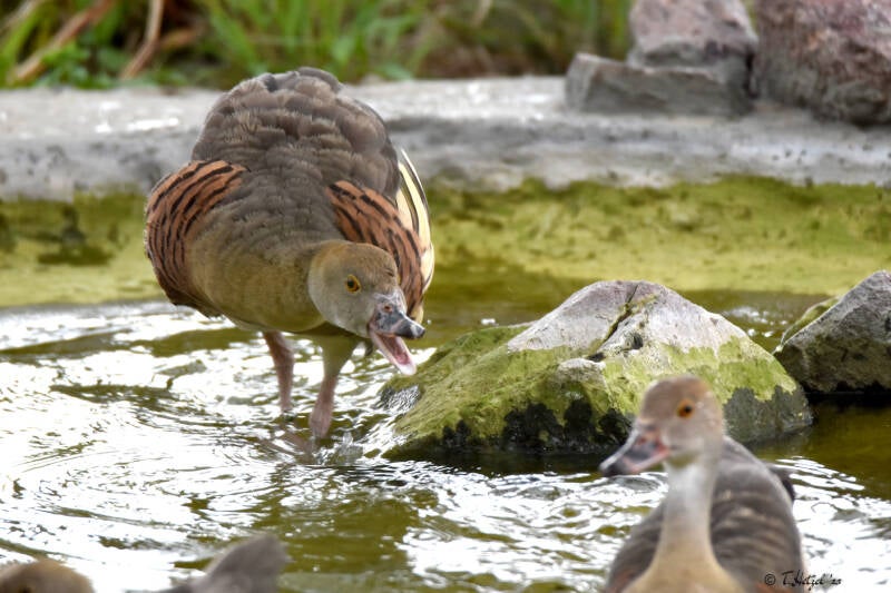 Gelbfuß-Pfeifgans | Zoo Duisburg | 06.06.2022