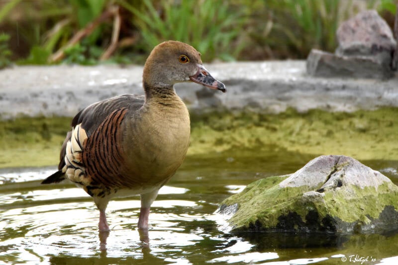 Gelbfuß-Pfeifgans | Zoo Duisburg | 06.06.2022