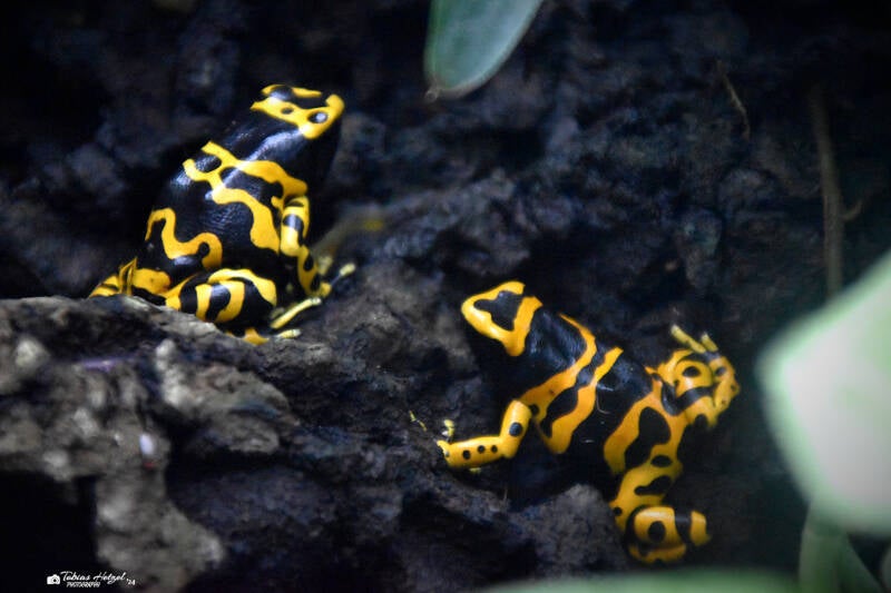 Gelbgebänderter Baumsteiger | Wilhelma Stuttgart | 27.01.2024