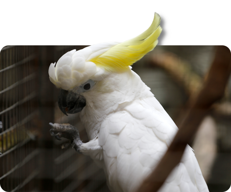 Gelbhaubenkakadu (kein Unterartenstatus)