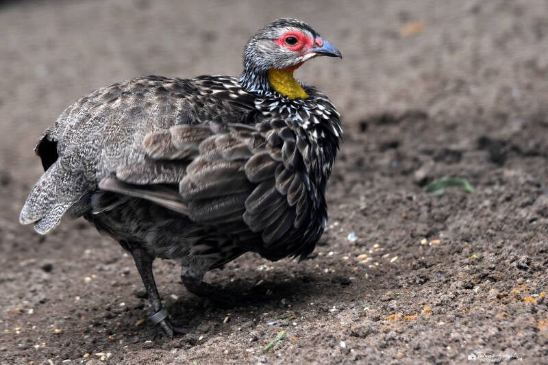 Gelbkehlfrankolin | ZOOM-Erlebniswelt Gelsenkirchen | 05.06.2022