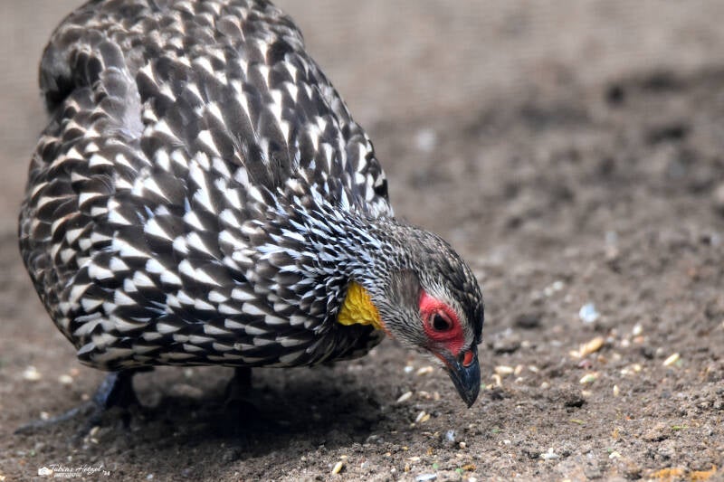 Gelbkehlfrankolin | ZOOM-Erlebniswelt Gelsenkirchen | 05.06.2022