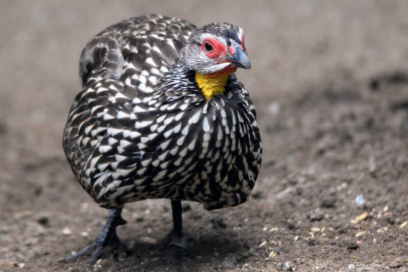 Gelbkehlfrankolin | ZOOM-Erlebniswelt Gelsenkirchen | 05.06.2022