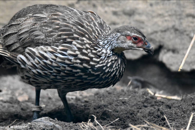 Gelbkehlfrankolin | Tierpark Gotha | 01.08.2022