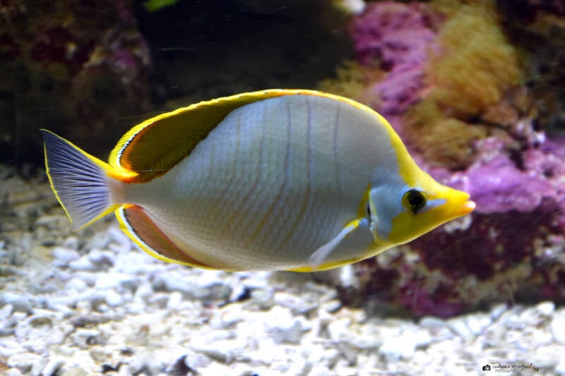 Gelbkopf-Falterfisch | Wilhelma Stuttgart | 16.06.2023