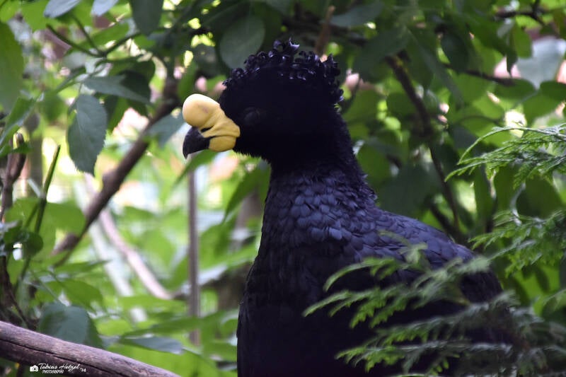 Gelblappenhokko | Weltvogelpark Walsrode | 09.06.2023