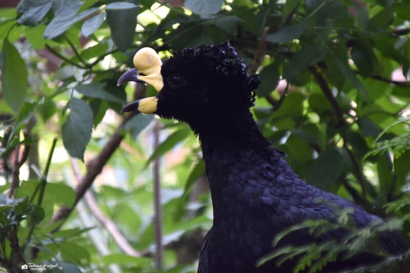 Gelblappenhokko | Weltvogelpark Walsrode | 09.06.2023