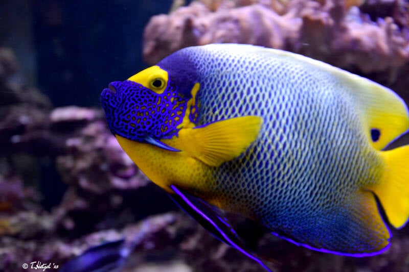 Gelbmasken-Kaiserfisch | Tierpark Nymphaea, Esslingen | 03.12.2022