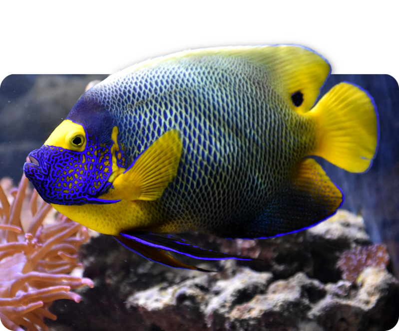 Gelbmasken-Kaiserfisch