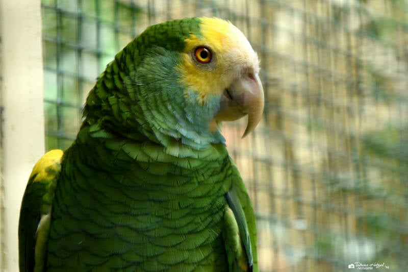 Gelbschulteramazone | Weltvogelpark Walsrode | 09.06.2023