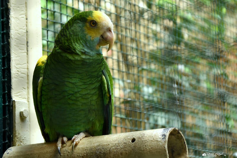 Gelbschulteramazone | Weltvogelpark Walsrode | 09.06.2023