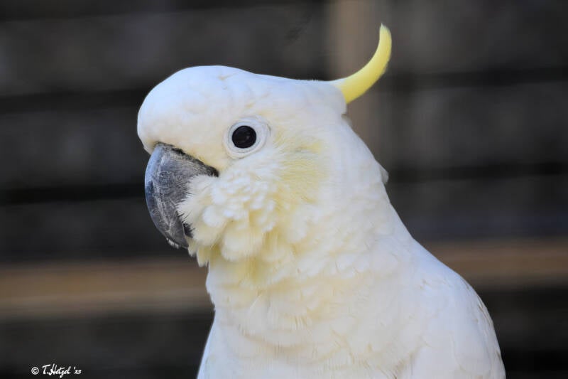 Gelbwangenkakadu (kein Unterartenstatus)