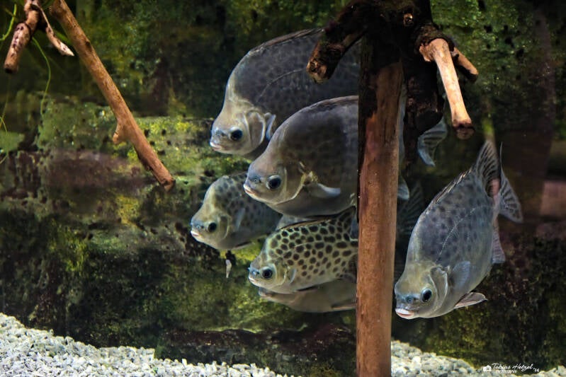 Gemeiner Argusfisch | Akva Tera Plzen | 16.08.2024