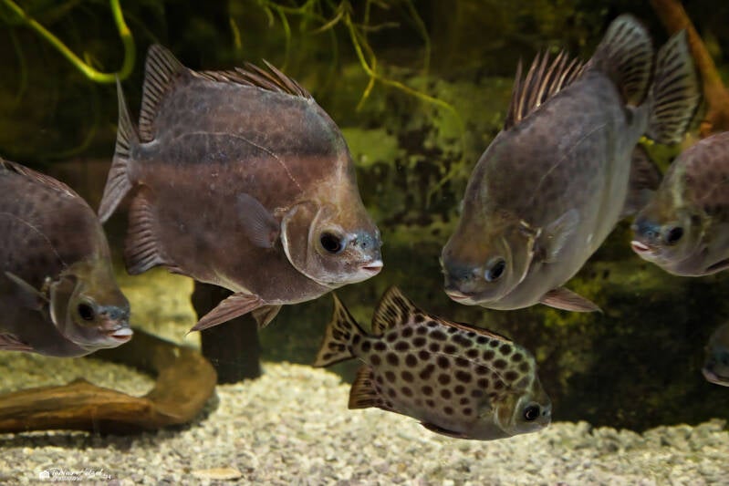 Gemeiner Argusfisch | Akva Tera Plzen | 16.08.2024