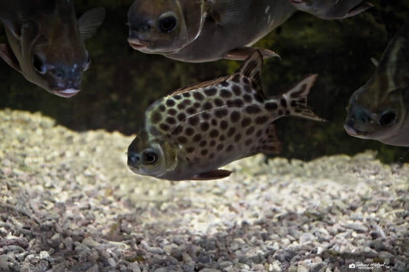 Gemeiner Argusfisch | Akva Tera Plzen | 16.08.2024