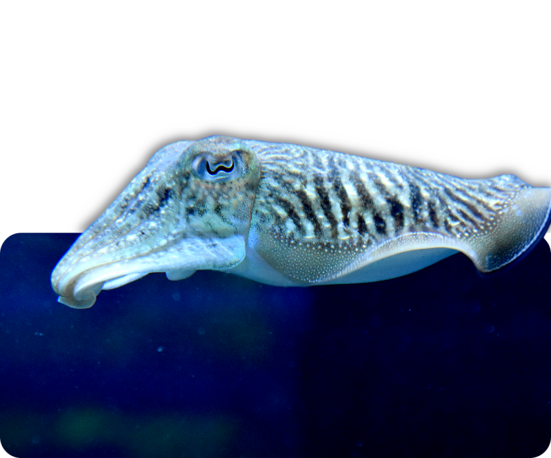 Gewöhnlicher Tintenfisch