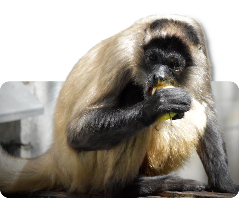 Geoffroy-Klammeraffe (kein Unterartenstatus)