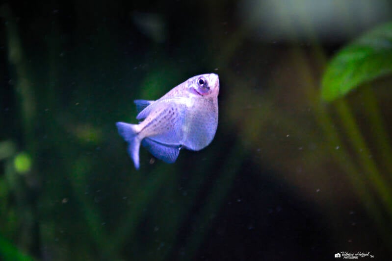 Gepunkteter Beilbauch | Tiergarten Nürnberg | 17.03.2024