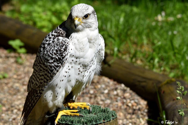 Gerfalke | Wildpark Schloss Tambach | 13.06.2021