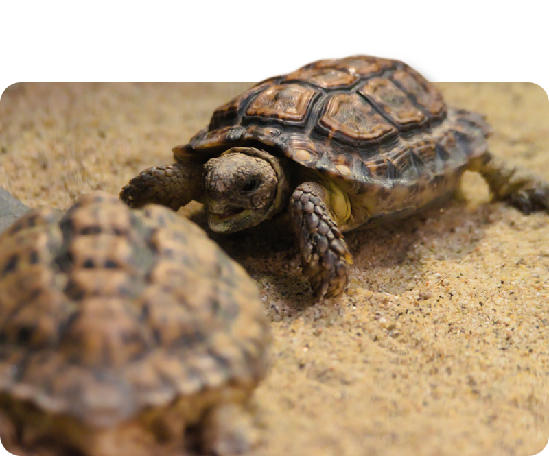 Gesägte Flachschildkröte