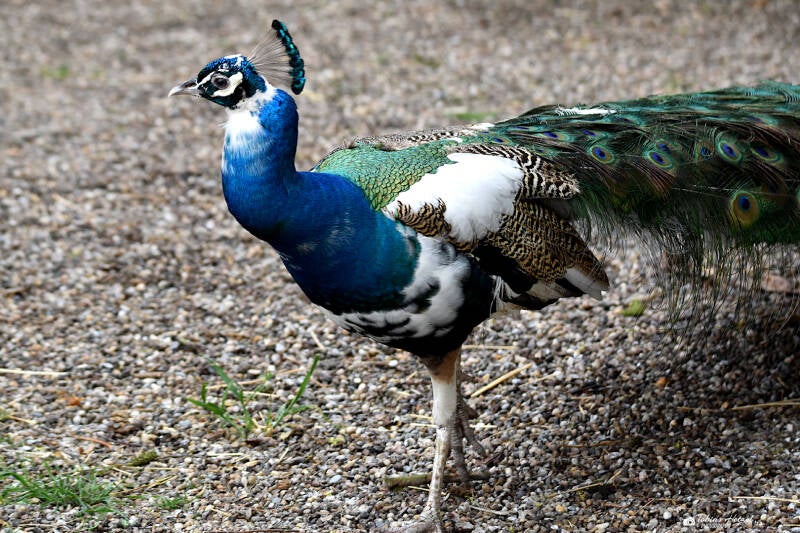 Gescheckter Pfau | Vogelpark Groß-Rohrheim | 24.04.2022