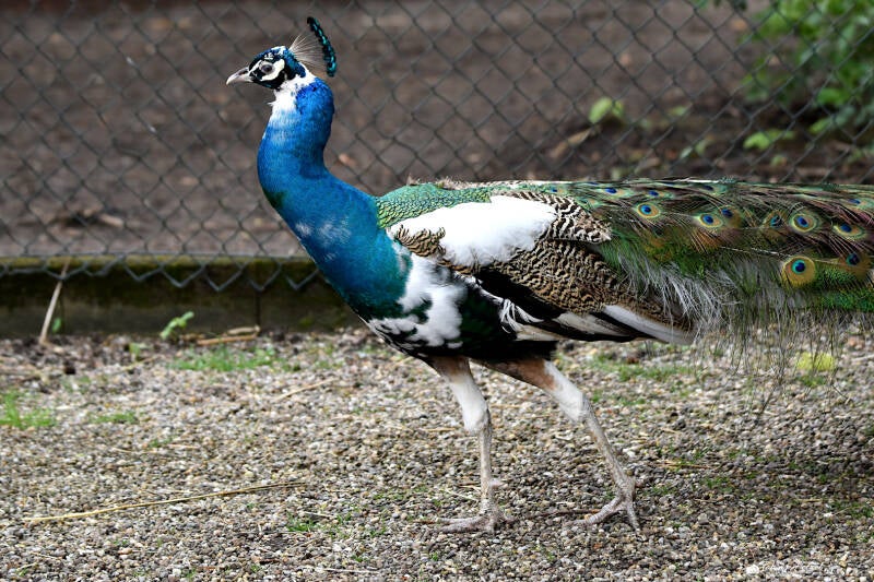 Gescheckter Pfau | Vogelpark Groß-Rohrheim | 24.04.2022