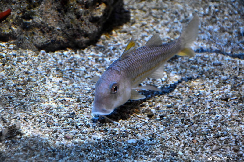 Gestreifte Meerbarbe | Staatliches Museum für Naturkunde Karlsruhe | 04.12.2022