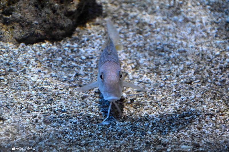 Gestreifte Meerbarbe | Staatliches Museum für Naturkunde Karlsruhe | 04.12.2022
