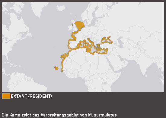 Verbreitungskarte Gestreifte Meerbarbe