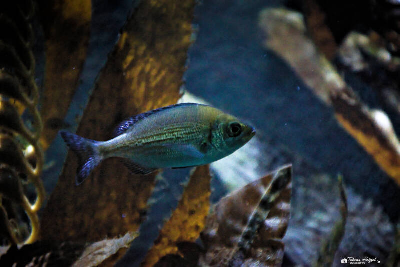 Gestreifter Brandungsbarsch | Wilhelma Stuttgart | 19.06.2025